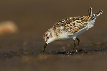 Bird Calidris minuta Little Stint small migratory bird Poland Europe