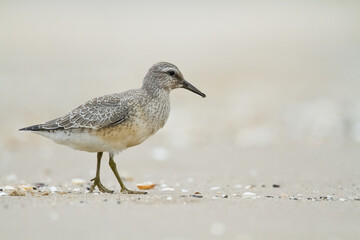 Shorebird - juvenile Calidris canutus, Red Knot on the Baltic Sea shore, migratory bird Poland Europe