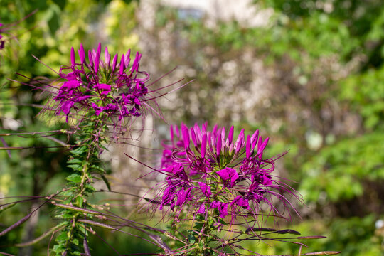 Close up view of purple spider flower (cleome hassleriana) blossoms in a sunny butterfly garden, with defocused background