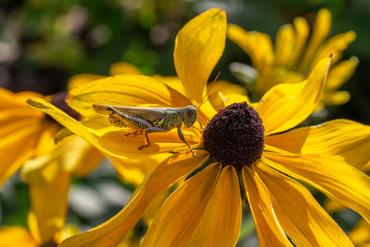 Macro view of a differential grasshopper (melanoplus differentialis) perched on top of a yellow brown-eyed susan daisy flower, with defocused background