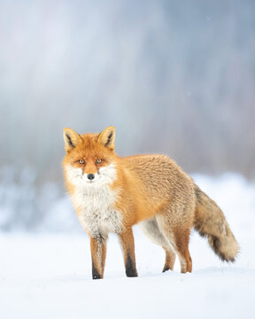 Fox Vulpes vulpes in winter scenery, Poland Europe, animal walking among snow in amazing warm light	