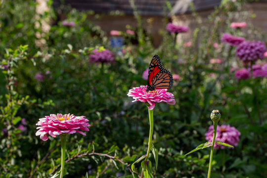 Close up abstract texture view of a monarch butterfly feeding on a pink zinnia flower in a sunny butterfly garden