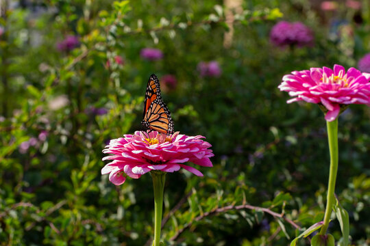 Close up abstract texture view of a monarch butterfly feeding on a pink zinnia flower in a sunny butterfly garden