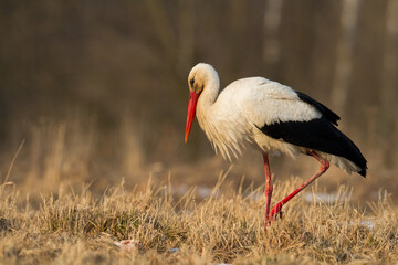 Obraz na płótnie Canvas Bird White Stork Ciconia ciconia hunting time early spring in Poland Europe