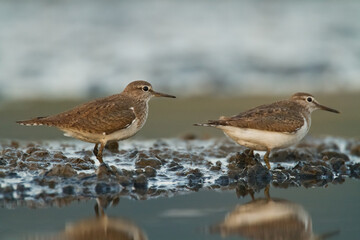 Bird Common Sandpiper Actitis hypoleucos small migratory bird, Poland Europe