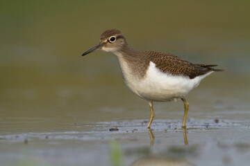 Bird Common Sandpiper Actitis hypoleucos small migratory bird, Poland Europe