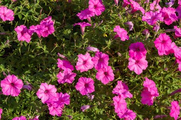 Full frame abstract texture background of pink petunia flower blossoms in a bright sunny butterfly garden
