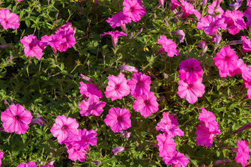 Full frame abstract texture background of pink petunia flower blossoms in a bright sunny butterfly...