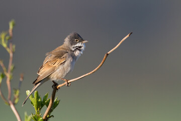 Bird Whitethroat Sylvia communis male Poland, Europe