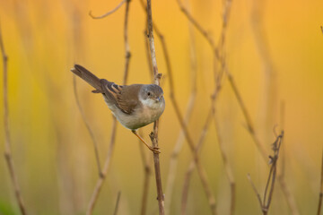Bird Whitethroat Sylvia communis male Poland, Europe