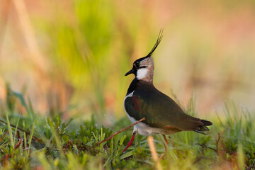 Bird Lapwing Vanellus vanellus on green background spring time Poland Europe migratory bird