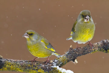European greenfinch Chloris chloris or common greenfinch songbird winter time blurred background	