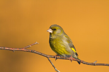 European greenfinch Chloris chloris or common greenfinch songbird winter time blurred background	