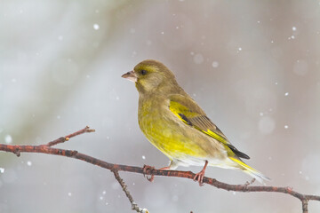 European greenfinch Chloris chloris or common greenfinch songbird winter time blurred background	
