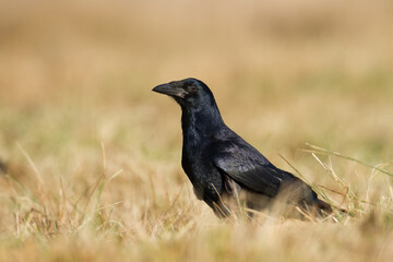 Bird Rook corvus frugilegus landing, black bird in autumn time, Poland Europe