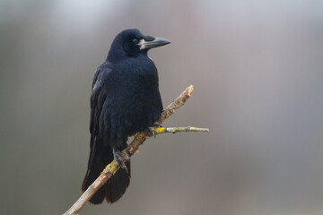 Bird Rook corvus frugilegus landing, black bird in autumn time, Poland Europe