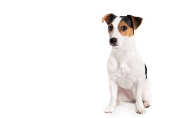 Cute jack russell terrier sitting upright with a smart look looking at the camera. Studio photo on a white background. Pets concept. Isolated on white background. Free space for an inscription.