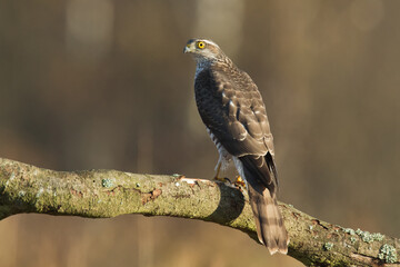 Birds of prey Sparrowhawk Accipiter nisus, hunting time bird sitting on the branch, Poland Europe