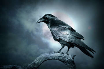 Bird Common Raven Corvus corax, dark style big black scary bird sitting on the branch, Helloween