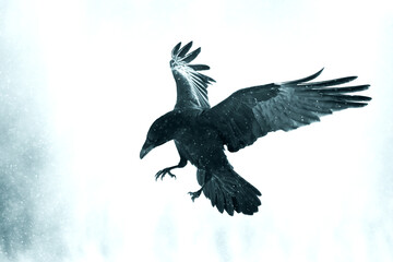 Black bird on white background photo with filters Bird beautiful raven Corvus corax North Poland...