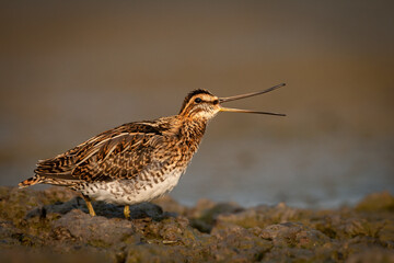 Shore bird Common snipe Gallinago gallinago small bird with long beak, Poland Europe