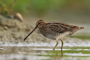 Shore bird Common snipe Gallinago gallinago small bird with long beak, Poland Europe