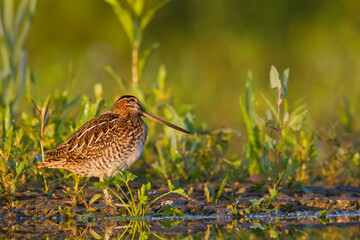 Shore bird Common snipe Gallinago gallinago small bird with long beak, Poland Europe