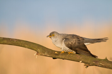Cuckoo, Cuculus canorus, single bird - male on blurred background