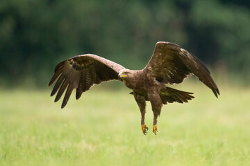 Birds of prey - Lesser Spotted Eagle Aquila pomarina