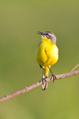 Small bird Yellow Wagtail sitting on tree male Motacilla flava