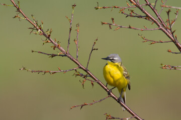 Small bird Yellow Wagtail sitting on tree male Motacilla flava