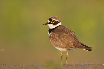 Bird Charadrius dubius, Little Ringed Plover on blurred background