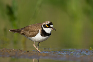 Bird Charadrius dubius, Little Ringed Plover on blurred background