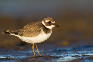 Bird Charadrius dubius, Little Ringed Plover on blurred background
