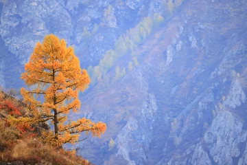 landschaft berg altai, panorama landschaft freiheit, herbstnatur sibiriens © kichigin19