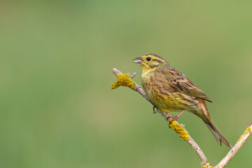 yellowhammer Emberiza citrinella on the branch amazing warm light sunset sundown