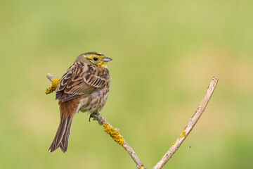 yellowhammer Emberiza citrinella on the branch amazing warm light sunset sundown
