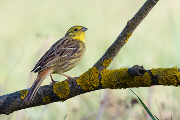 yellowhammer Emberiza citrinella on the branch amazing warm light sunset sundown