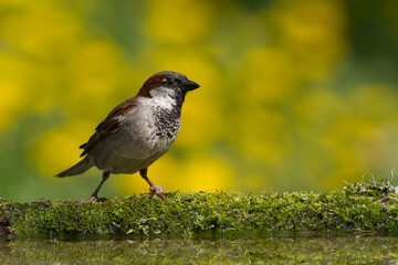 Bird House sparrow Passer domesticus