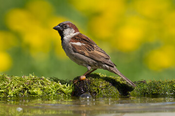 Bird House sparrow Passer domesticus
