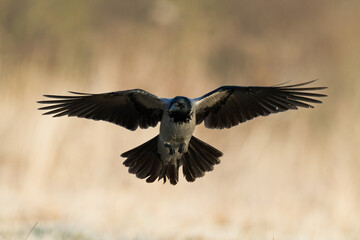 Bird - flying Hooded crow Corvus cornix in amazing warm background Poland Europe