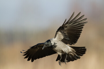 Bird - flying Hooded crow Corvus cornix in amazing warm background Poland Europe