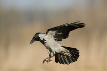 Bird - flying Hooded crow Corvus cornix in amazing warm background Poland Europe