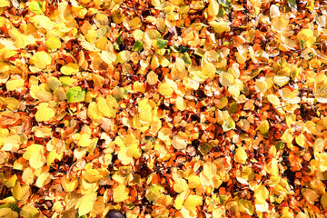 yellow fallen leaves abstract background, calendar golden fall