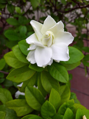 Jasmine rose white flower in the garden, bush, foliage for wall art, calendar, postcard.