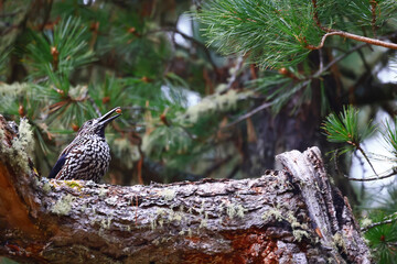 eurasian wildlife forest bird Nucifraga caryocatactes