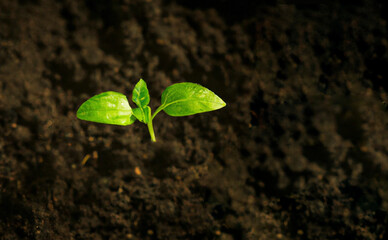 Green young plant sprout growing in the ground, close up