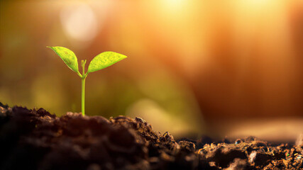 Green young plant sprout growing in the ground, close up