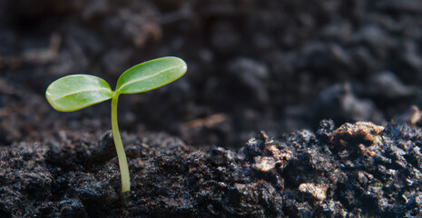 Green young plant sprout growing in the ground, close up