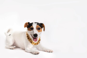 Cheerful jack russell terrier puppy is smiling and looking at the camera. Cute purebred dog of medium size lies on a white background with a golden chain around his neck. Studio photo on a white backg